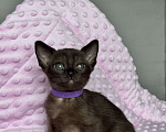 Кошки в Калининграде: Европейская бурма. Котята. Питомник Девочка, 90 000 руб. - фото 1