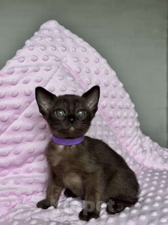 Кошки в Калининграде: Европейская бурма. Котята. Питомник Девочка, 90 000 руб. - фото 1