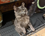 Кошки в Москве: Котенок в добрые руки Девочка, Бесплатно - фото 3