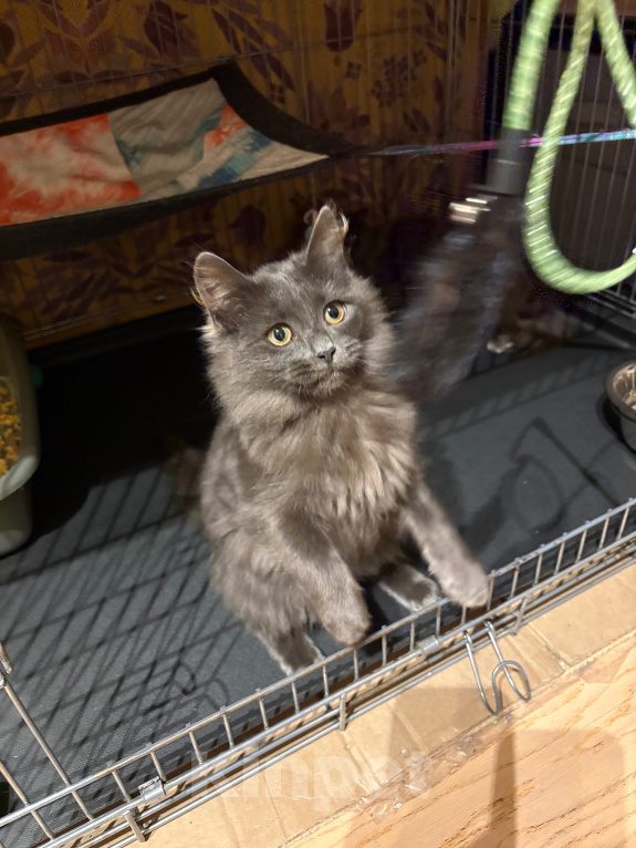 Кошки в Москве: Котенок в добрые руки Девочка, Бесплатно - фото 3