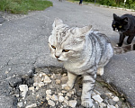 Кошки в Ореховом-Зуево: Спасите кошку Девочка, Бесплатно - фото 9