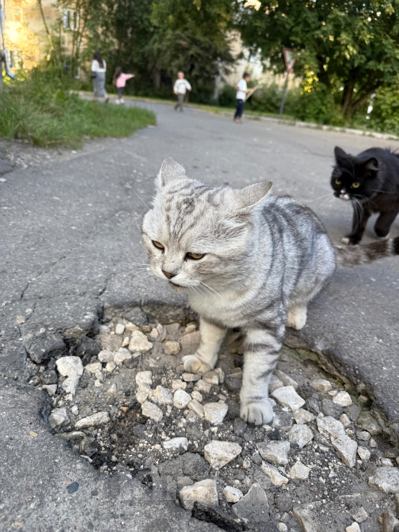 Кошки в Ореховом-Зуево: Спасите кошку Девочка, Бесплатно - фото 9