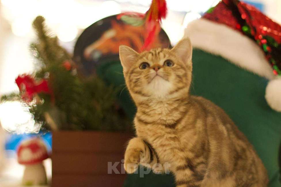 Кошки в Москве: Британский котенок Харизма Девочка, 50 000 руб. - фото 4