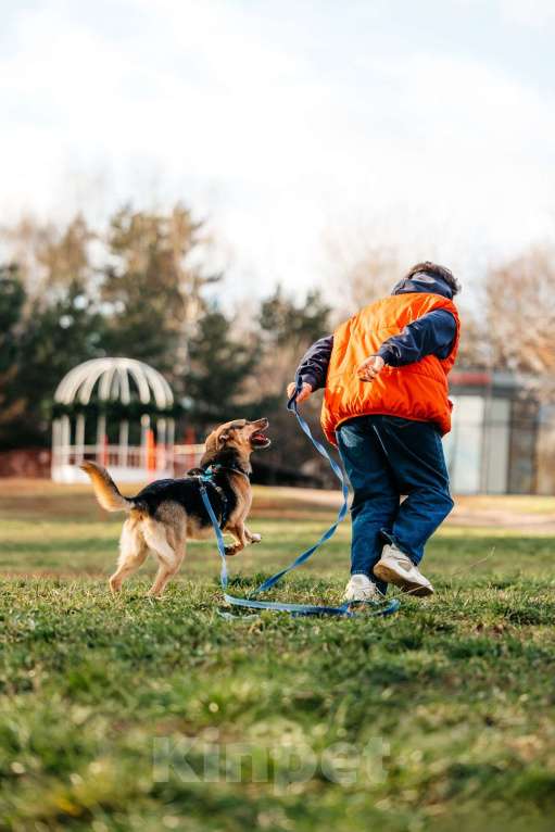 Собаки в Москве: Нежный Читос ищет дом Мальчик, Бесплатно - фото 6