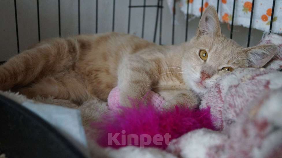 Кошки в Жуковском: Джозик котенок ищет дом Мальчик, Бесплатно - фото 6