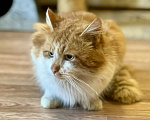 Кошки в Санкт-Петербурге: Рыжий пушистый котик Мальчик, Бесплатно - фото 2