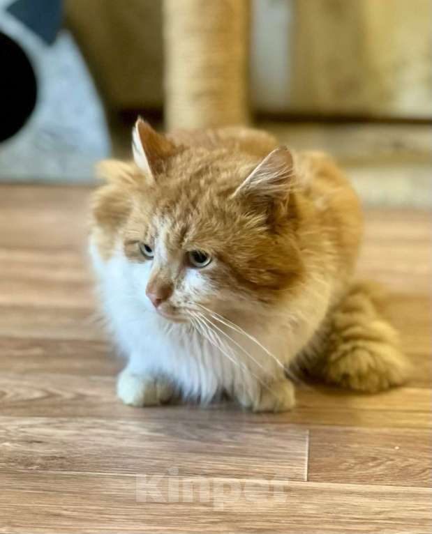 Кошки в Санкт-Петербурге: Рыжий пушистый котик Мальчик, Бесплатно - фото 2
