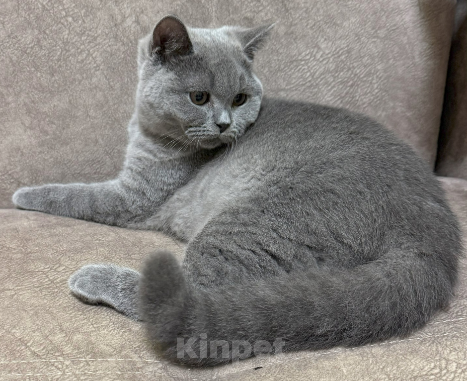 Кошки в Красноярске: Питомник британских котят Девочка, 30 000 руб. - фото 5
