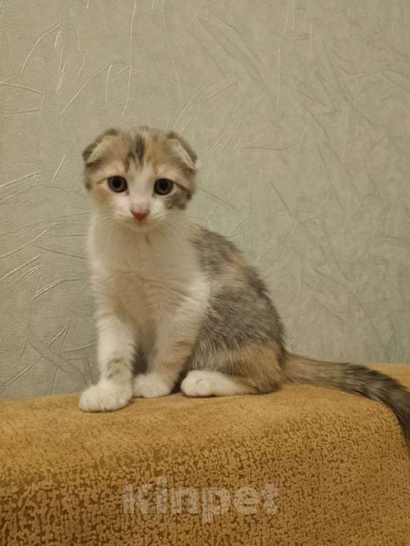 Кошки в Мытищах: Отдаю котенка в добрые руки Девочка, Бесплатно - фото 3