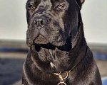 Собаки в других городах Московской области: Шикарная подрощенная Кане Корсо Девочка, 120 000 руб. - фото 1