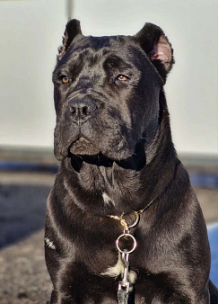 Шикарная подрощенная Кане Корсо