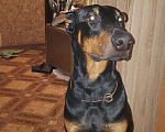 Собаки в Щербинке: Кобель на вязку Мальчик, Бесплатно - фото 7