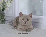 Кошки в Санкт-Петербурге: Британский котик лилового окраса Мальчик, 33 000 руб. - фото 2