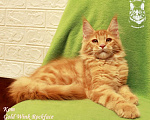 Кошки в Астрахани: Котята мейн-куны от чемпиона Мальчик, 30 000 руб. - фото 1