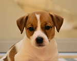 Собаки в Перми: Щенок породы Джек Рассел терьер Девочка, 33 000 руб. - фото 2