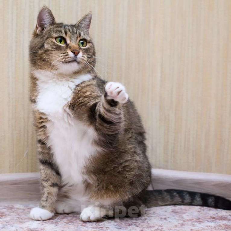 Кошки в Москве: Ласковая кошечка Симона Девочка, Бесплатно - фото 3