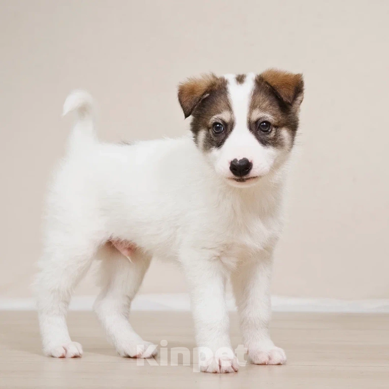 Собаки в Лосином-Петровском: Маршал якутенок Мальчик, Бесплатно - фото 7
