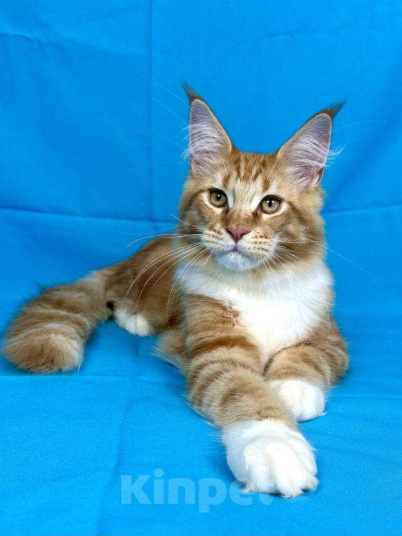 Кошки в Дедовске: Мейн-кун кот Федот Мальчик, 45 000 руб. - фото 1