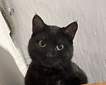 Кошки в Новороссийске: Потерялся кот Мальчик, Бесплатно - фото 2