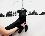 Собаки в Москве: Очаровательные щенки ищут теплые руки Девочка, 10 руб. - фото 8