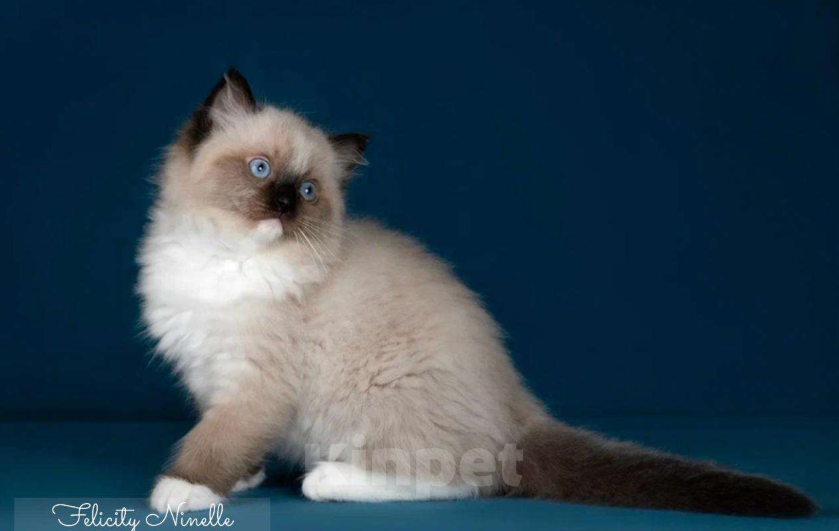 Кошки в Москве: Рэгдолл котята  Мальчик, 120 000 руб. - фото 4