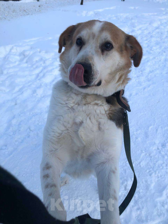 Собаки в Москве: Очаровательный бывшедомашний Варяг заждался свою семью Мальчик, Бесплатно - фото 2