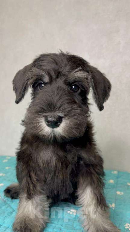 Собаки в Липецке: Предлагаются щенки цвергшнауцера Мальчик, 55 000 руб. - фото 3