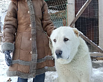 Собаки в других городах Краснодарского края: Алабай (САО)  Мальчик, Бесплатно - фото 6