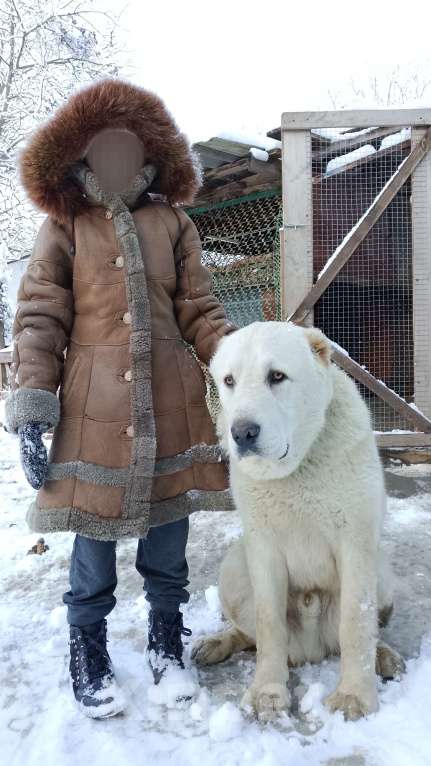 Собаки в других городах Краснодарского края: Алабай (САО)  Мальчик, Бесплатно - фото 6