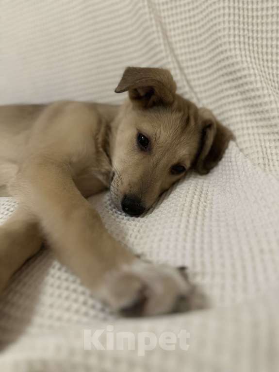 Собаки в Уфе: Щенок Девочка, Бесплатно - фото 5