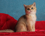 Кошки в Клине: Золотой котик скоттиш-страйт Мальчик, 10 000 руб. - фото 3