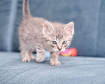 Кошки в Москве: Милый котенок Баксик ищет дом Мальчик, Бесплатно - фото 4