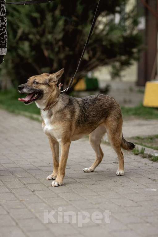 Собаки в Москве: Белочка Девочка, 10 руб. - фото 1