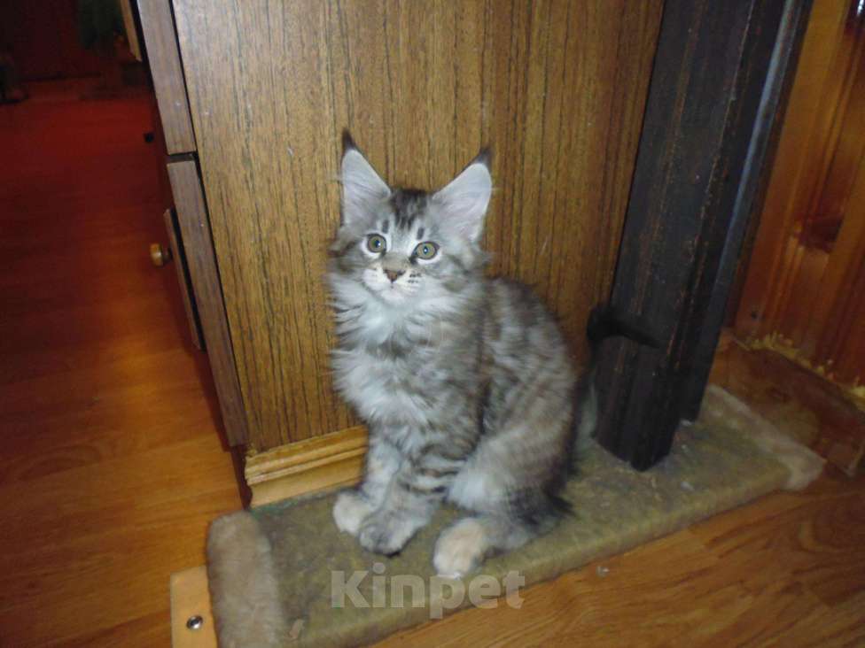 Кошки в Санкт-Петербурге: Продам котенка Девочка, 6 000 руб. - фото 1