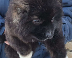 Собаки в других городах Московской области: щенки кавказской овчарки Мальчик, Бесплатно - фото 1