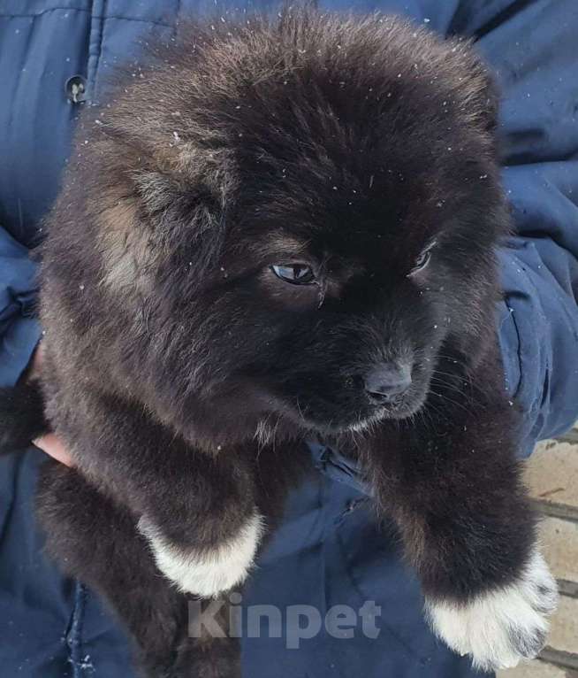 Собаки в других городах Московской области: щенки кавказской овчарки Мальчик, Бесплатно - фото 1