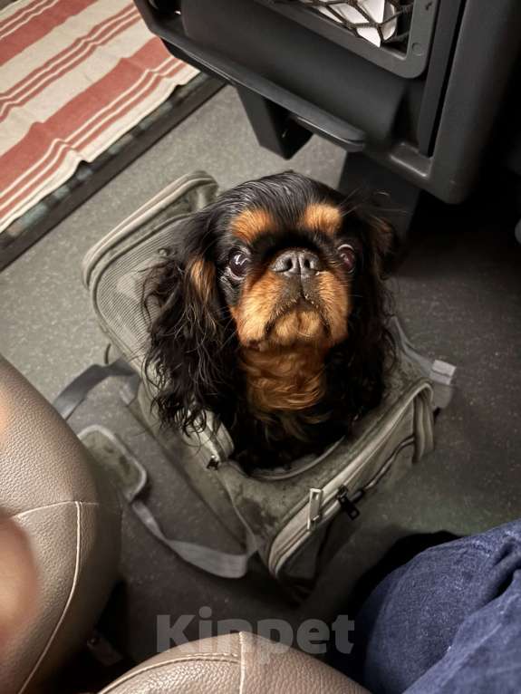 Собаки в Твери: Потерялась собака Мальчик, 10 000 руб. - фото 1