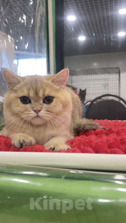 Кошки в Москве: Мальчик шотландский короткошерстный Мальчик, 25 000 руб. - фото 3