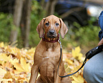 Собаки в Москве: Щенок родезийского риджбека Девочка, 120 000 руб. - фото 1