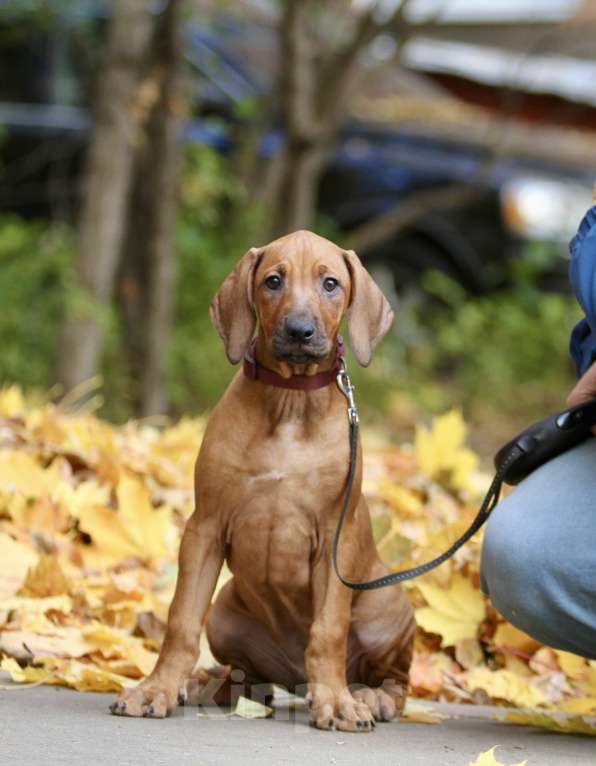 Собаки в Москве: Щенок родезийского риджбека Девочка, 120 000 руб. - фото 1