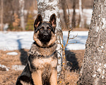 Собаки в других городах Московской области: Собаки щенки немецкой овчарки рабочего разведения Девочка, 80 000 руб. - фото 5