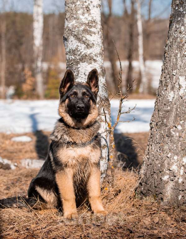 Собаки в других городах Московской области: Собаки щенки немецкой овчарки рабочего разведения Девочка, 80 000 руб. - фото 5