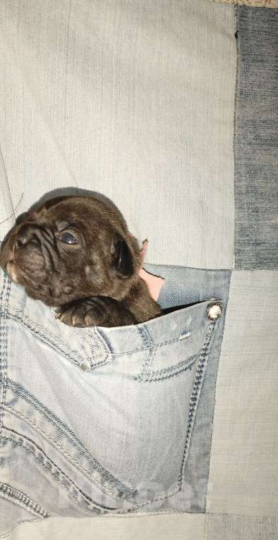 Собаки в Раменском: Щенки французского бульдога  Девочка, 20 000 руб. - фото 4