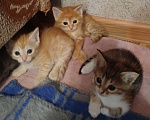 Кошки в Астрахани: Котята Разнополые, Бесплатно - фото 5