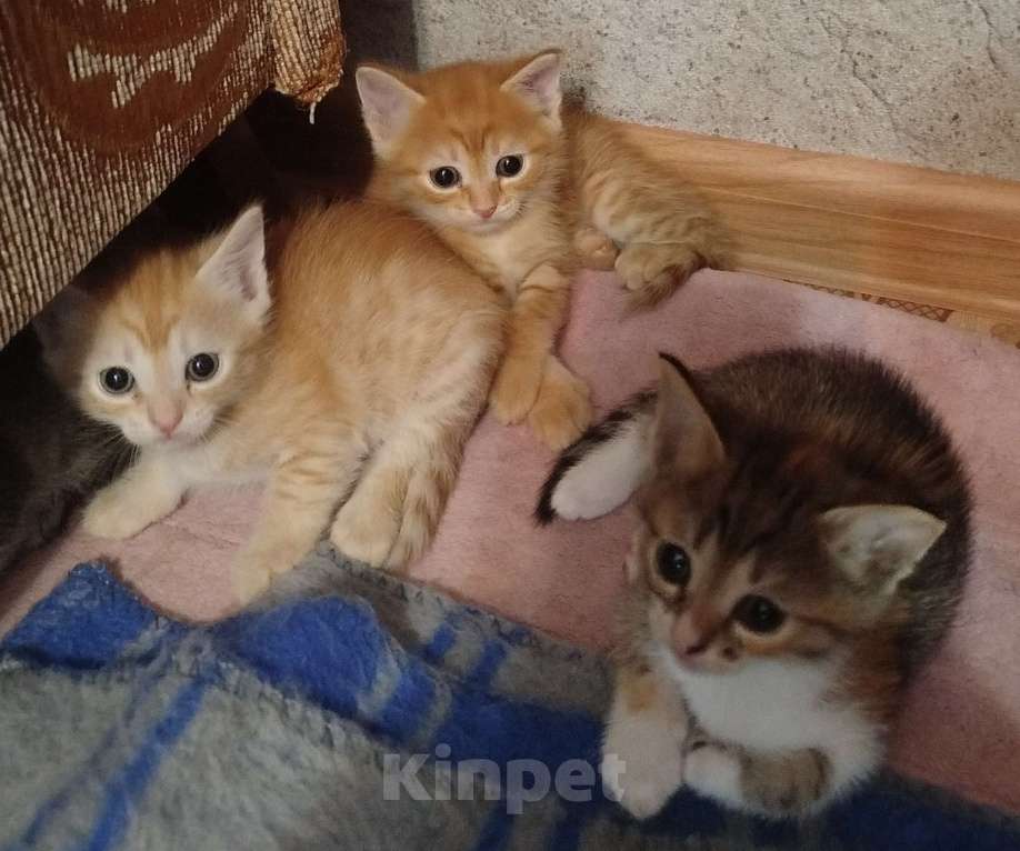 Кошки в Астрахани: Котята Разнополые, Бесплатно - фото 5