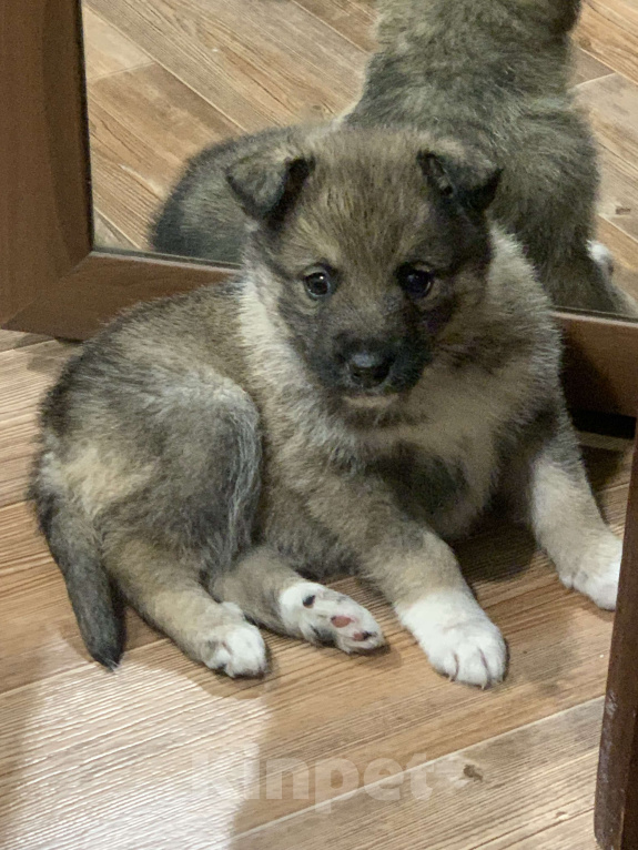 Собаки в Тюмени: отдам щенка в добрые руки  Мальчик, Бесплатно - фото 1