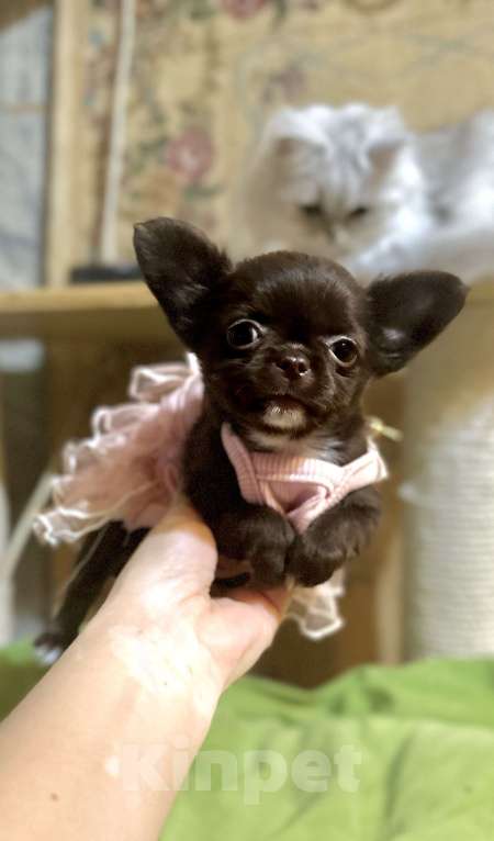 Собаки в Ростове-на-Дону: Девочка чихуахуа  Девочка, 35 000 руб. - фото 1