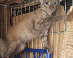 Кошки в Москве: Котёнок с "человеческим лицом" в добрые руки  Мальчик, Бесплатно - фото 5