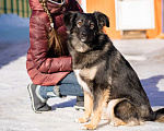 Собаки в Москве: Девочка, 1 год в добрые руки Девочка, Бесплатно - фото 3