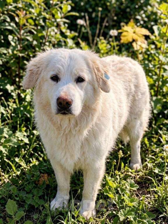 Собаки в Москве: Белка ищет дом и семью Девочка, Бесплатно - фото 1